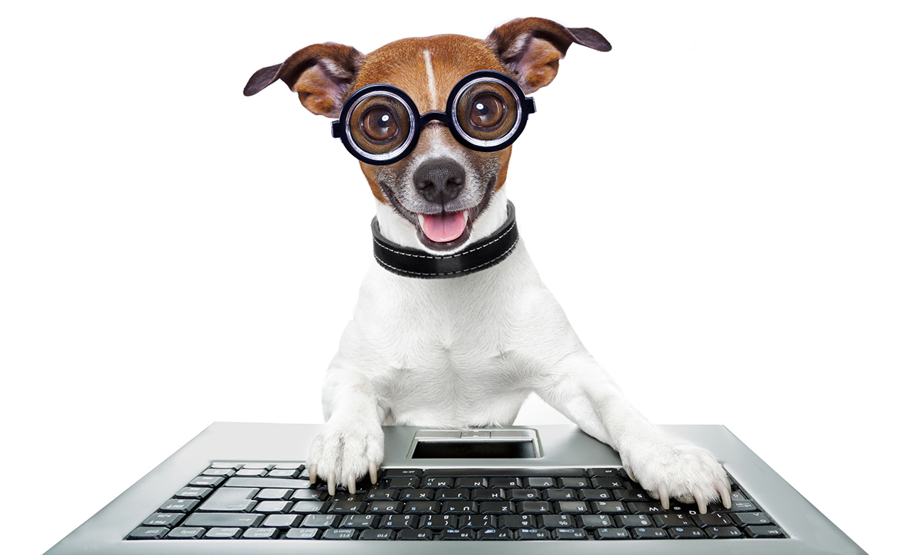 L'assicurazione cane online
